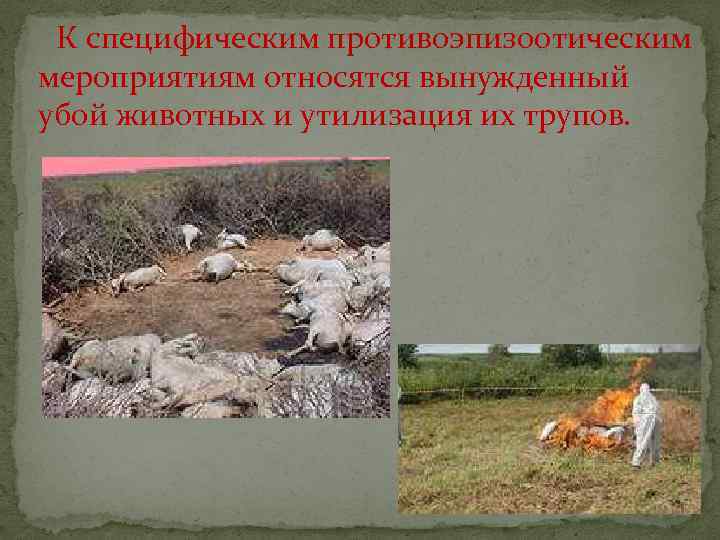 К специфическим противоэпизоотическим мероприятиям относятся вынужденный убой животных и утилизация их трупов. 