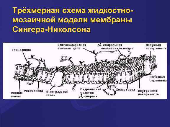 Трёхмерная схема жидкостномозаичной модели мембраны Сингера-Николсона 