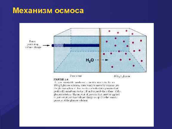 Механизм осмоса 