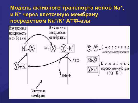 Модель активного транспорта ионов Na+, и K+ через клеточную мембрану посредством Na+/K+ АТФ-азы 