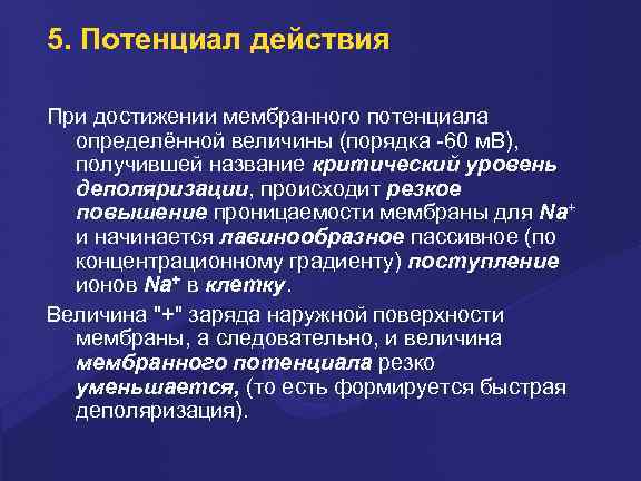 5. Потенциал действия Пpи достижении мембpанного потенциала опpеделённой величины (поpядка -60 м. В), получившей
