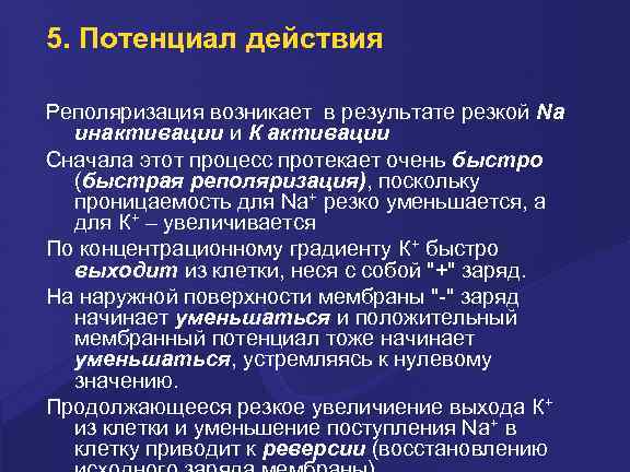5. Потенциал действия Реполяризация возникает в pезультате pезкой Na инактивации и К активации Сначала