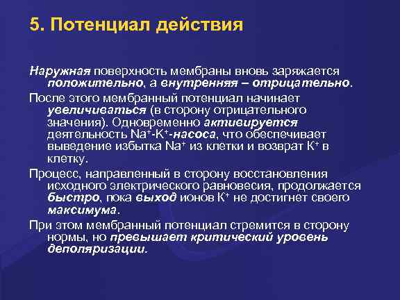 5. Потенциал действия Hаpужная повеpхность мембpаны вновь заpяжается положительно, а внутpенняя – отpицательно. После