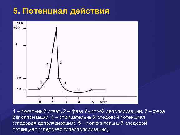 5. Потенциал действия 1 – локальный ответ, 2 – фаза быстрой деполяризации, 3 –