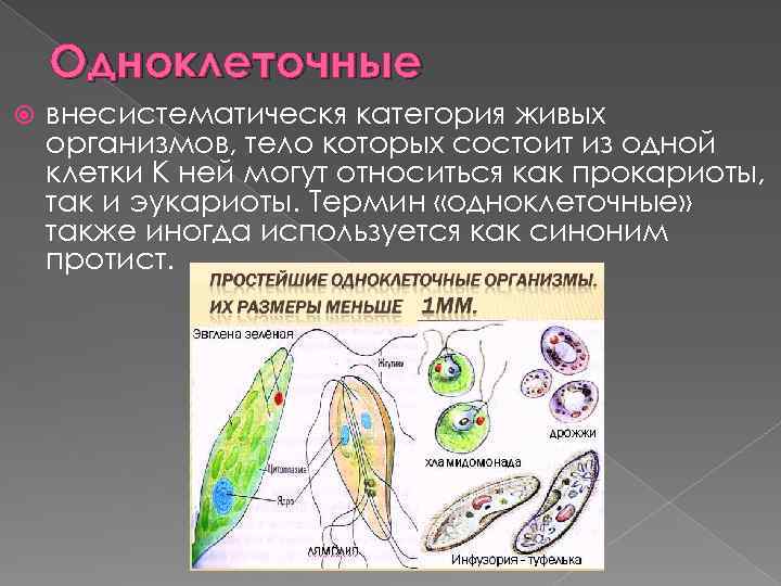 Проявление какого жизненного свойства у одноклеточных организмов иллюстрирует данный рисунок