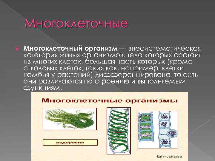 Появление фотосинтеза появление прокариот появление многоклеточных водорослей. Одноклеточные и много клеточные рганизы. Одноклеточные организмы и многоклеточные организмы. Разнообразие организмов одноклеточные и многоклеточные. Одноклеточные и многоклеточные бактерии.
