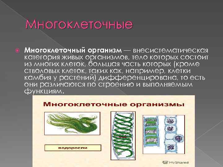 Одноклеточные и многоклеточные организмы 5 класс презентация