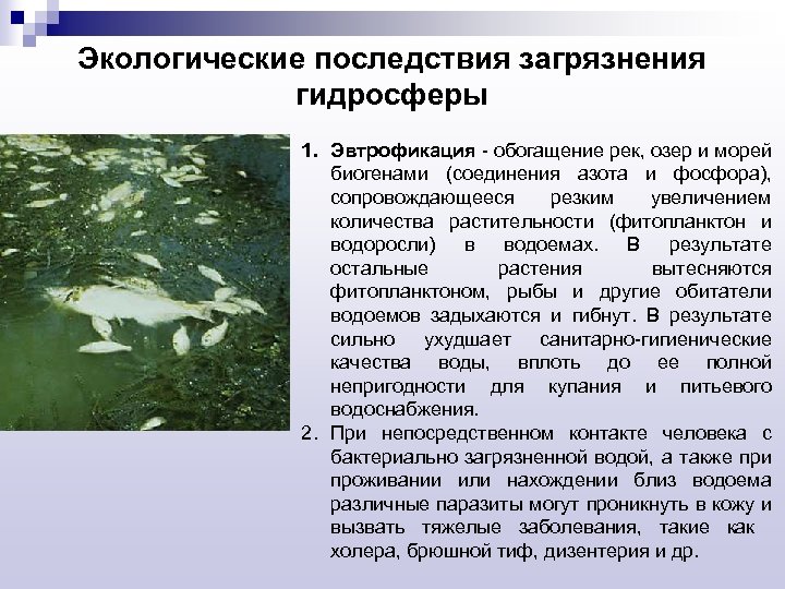 На рисунке показано что в процессе эвтрофикации в водоеме может произойти раванда