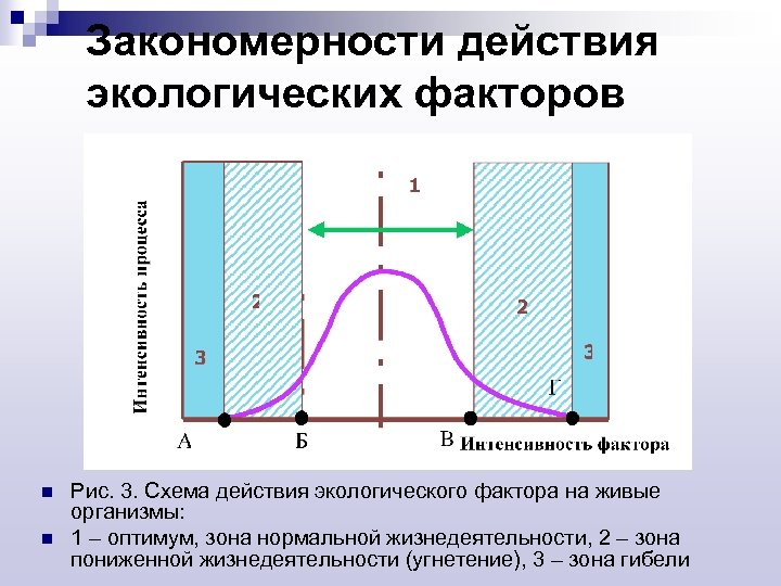 Закономерности действия экологических факторов n n Рис. 3. Схема действия экологического фактора на живые