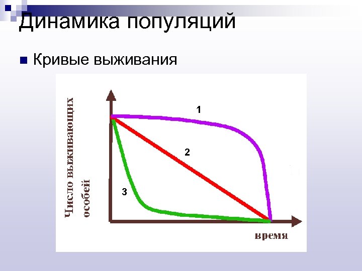 Динамика популяций n Кривые выживания 1 2 3 