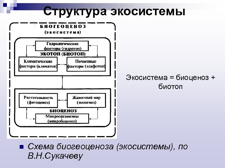 Структура экосистемы Экосистема = биоценоз + биотоп n Схема биогеоценоза (экосистемы), по В. Н.