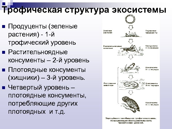 Трофическая структура экосистемы n n Продуценты (зеленые растения) - 1 -й трофический уровень Растительноядные