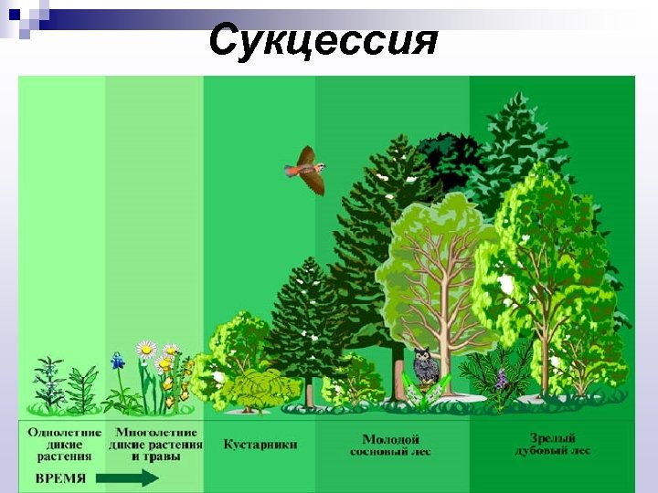 Сукцессия 