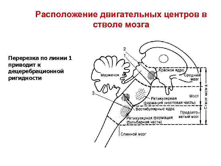 Расположение двигательных центров в стволе мозга Перерезка по линии 1 приводит к децеребрационной ригидности