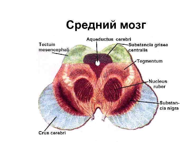 Средний мозг 