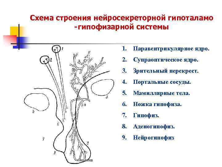 Схема строения нейросекреторной гипоталамо -гипофизарной системы 1. Паравентрикулярное ядро. 2. Супраоптическое ядро. 3. Зрительный