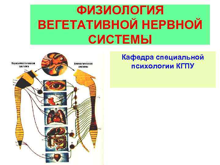 ФИЗИОЛОГИЯ ВЕГЕТАТИВНОЙ НЕРВНОЙ СИСТЕМЫ Кафедра специальной психологии КГПУ 