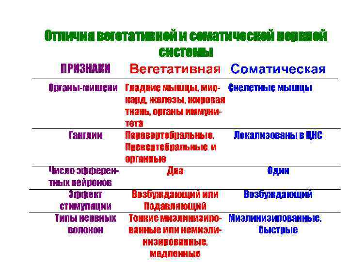 Отличия вегетативной и соматической нервной системы 