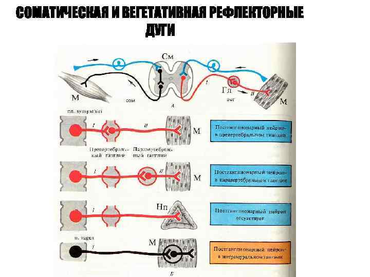 Схема рефлекторной дуги симпатического и парасимпатического отделов