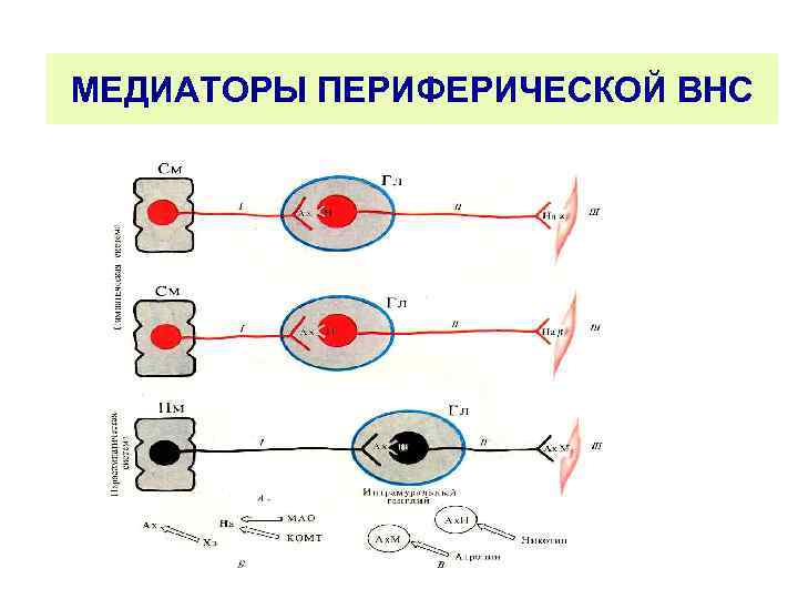 МЕДИАТОРЫ ПЕРИФЕРИЧЕСКОЙ ВНС 