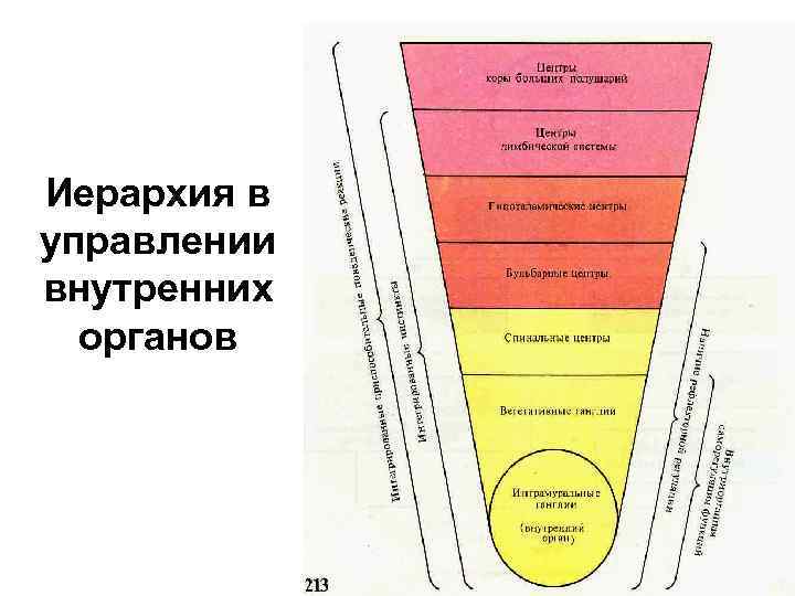 Иерархия в управлении внутренних органов 
