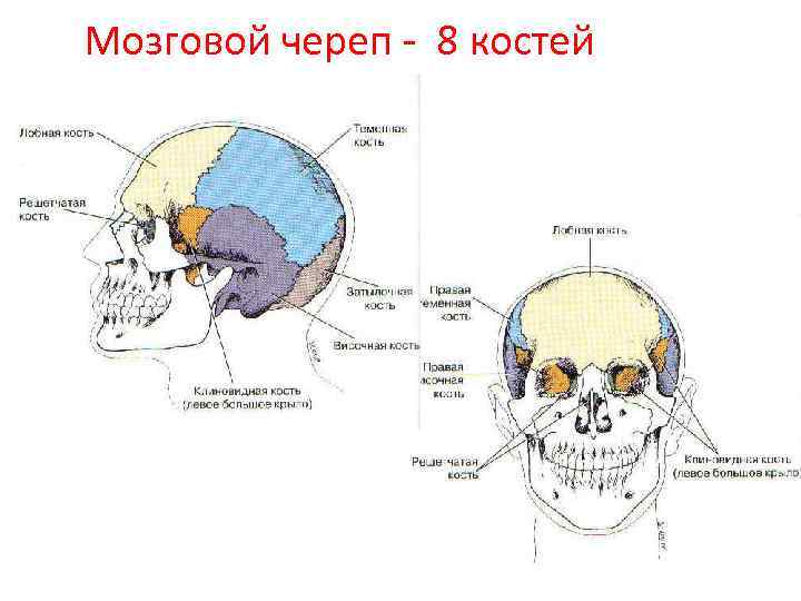 Мозговой череп - 8 костей 