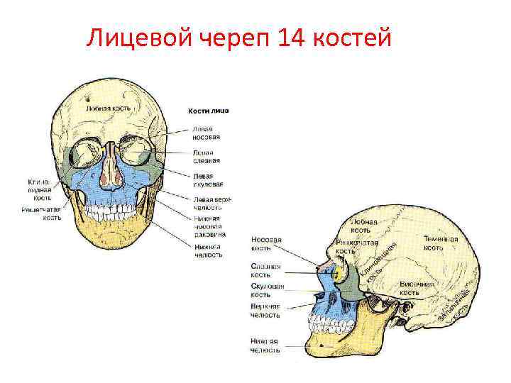 Лицевой череп 14 костей 