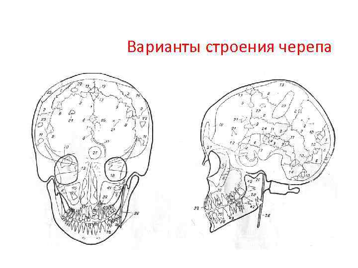 Варианты строения черепа 
