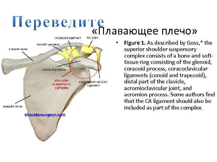  «Плавающее плечо» • Figure 1. As described by Goss, * the superior shoulder