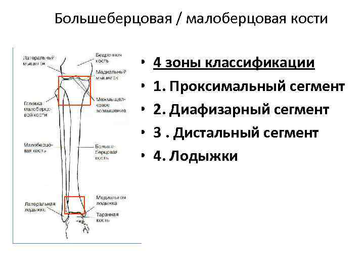 Большеберцовая / малоберцовая кости • • • 4 зоны классификации 1. Проксимальный сегмент 2.
