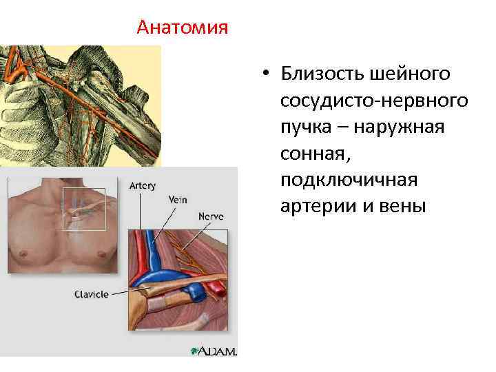 Анатомия • Близость шейного сосудисто-нервного пучка – наружная сонная, подключичная артерии и вены 