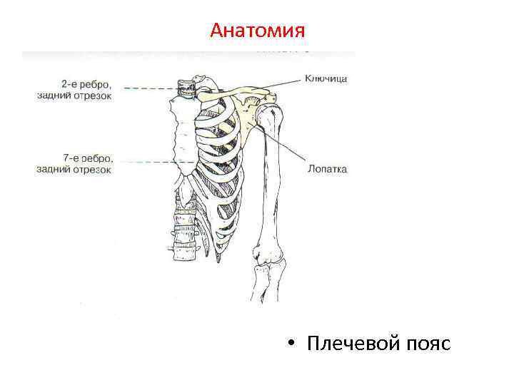 Анатомия • Плечевой пояс 