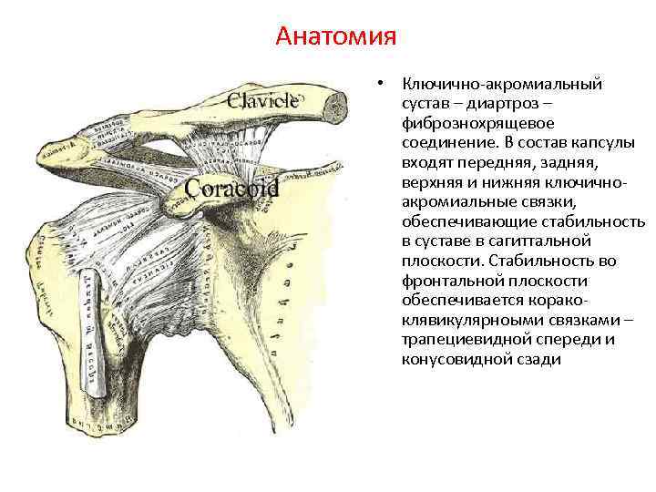 Анатомия • Ключично-акромиальный сустав – диартроз – фибрознохрящевое соединение. В состав капсулы входят передняя,