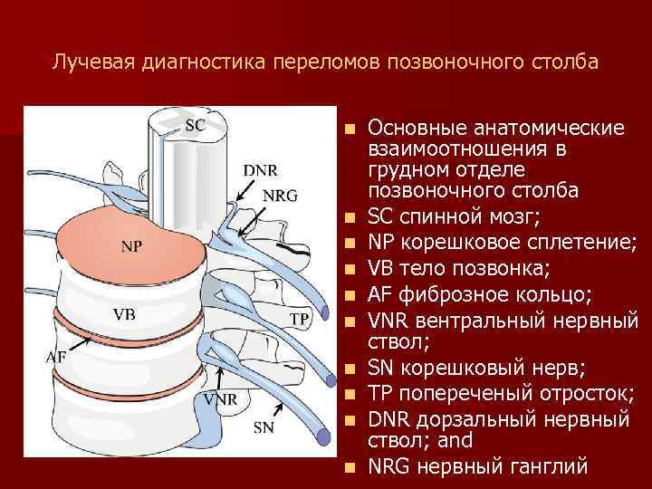 Лучевая диагностика переломов позвоночного столба n n n n n Основные анатомические взаимоотношения в