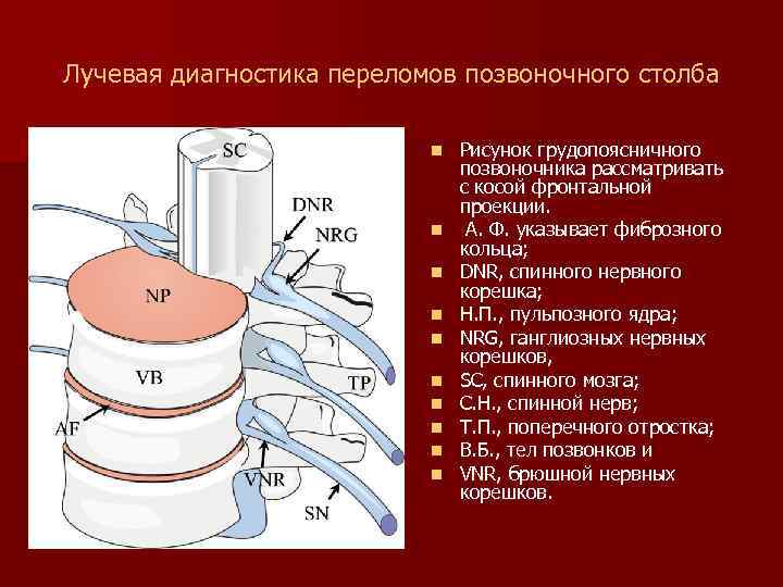 Лучевая диагностика переломов позвоночного столба n n n n n Рисунок грудопоясничного позвоночника рассматривать