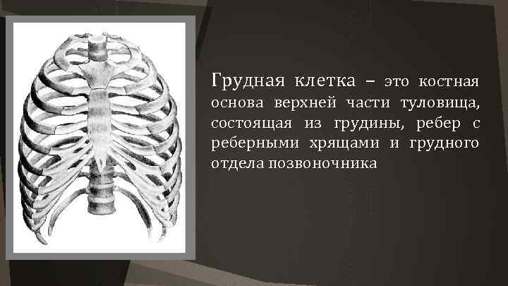 Грудная клетка – это костная основа верхней части туловища, состоящая из грудины, ребер с