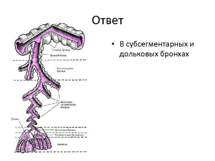 Бронхи схема кт