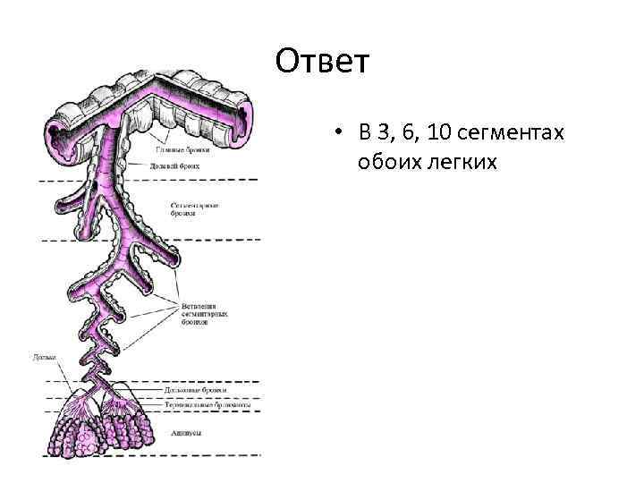 Ответ • В 3, 6, 10 сегментах обоих легких 