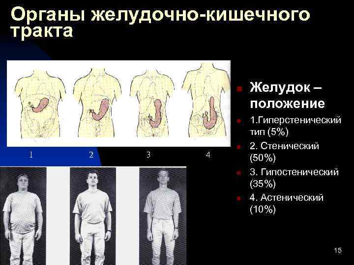 Типы желудков. Формы и положения желудка. Типы положения желудка.