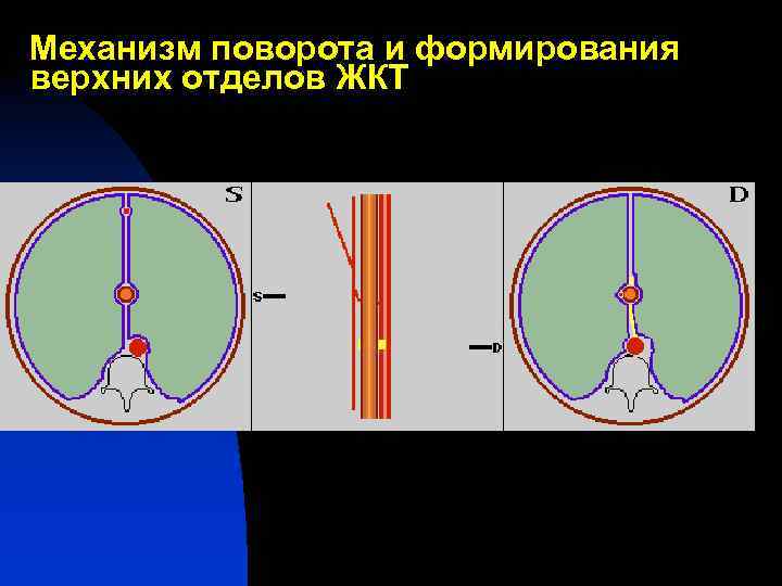 Механизм поворота и формирования верхних отделов ЖКТ 