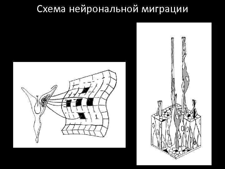 Схема нейрональной миграции 
