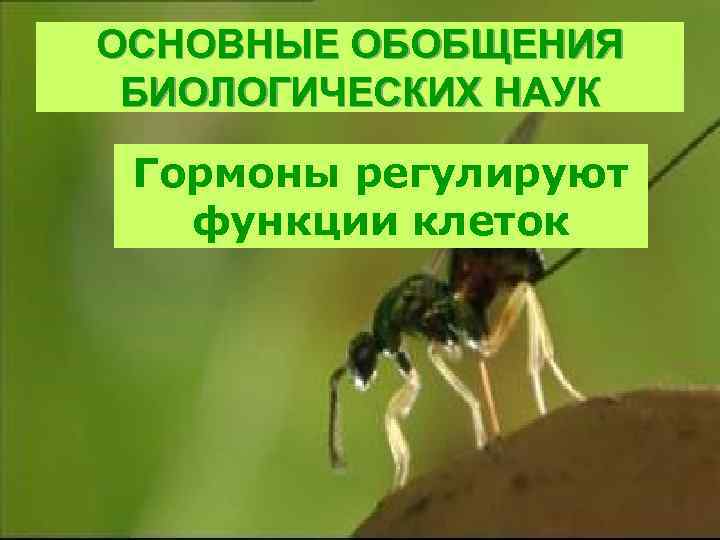 ОСНОВНЫЕ ОБОБЩЕНИЯ БИОЛОГИЧЕСКИХ НАУК Гормоны регулируют функции клеток 