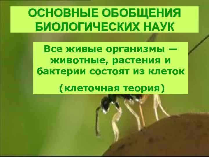 ОСНОВНЫЕ ОБОБЩЕНИЯ БИОЛОГИЧЕСКИХ НАУК Все живые организмы — животные, растения и бактерии состоят из