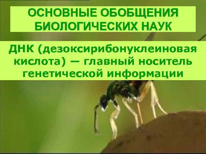 ОСНОВНЫЕ ОБОБЩЕНИЯ БИОЛОГИЧЕСКИХ НАУК ДНК (дезоксирибонуклеиновая кислота) — главный носитель генетической информации 