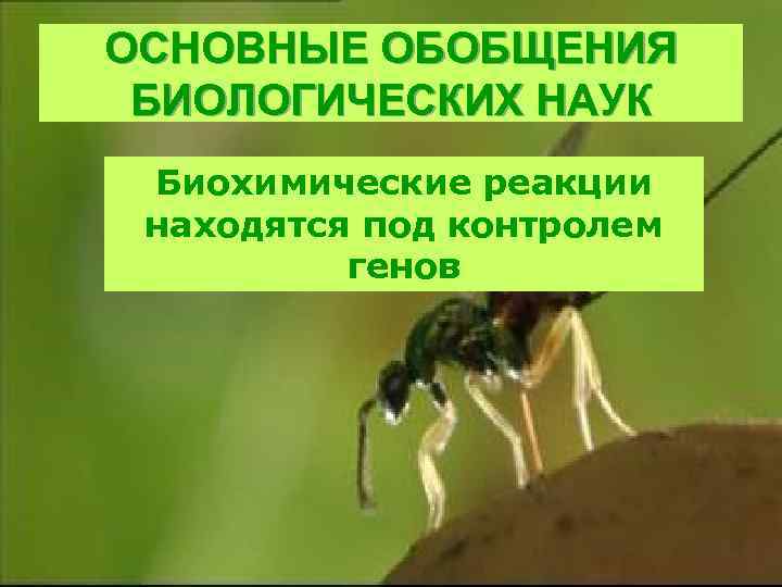 ОСНОВНЫЕ ОБОБЩЕНИЯ БИОЛОГИЧЕСКИХ НАУК Биохимические реакции находятся под контролем генов 