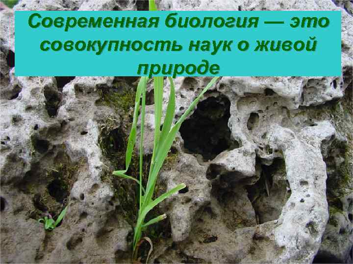 Современная биология — это совокупность наук о живой природе 
