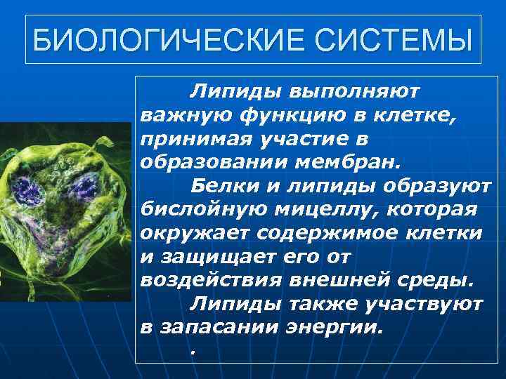 БИОЛОГИЧЕСКИЕ СИСТЕМЫ Липиды выполняют важную функцию в клетке, принимая участие в образовании мембран. Белки