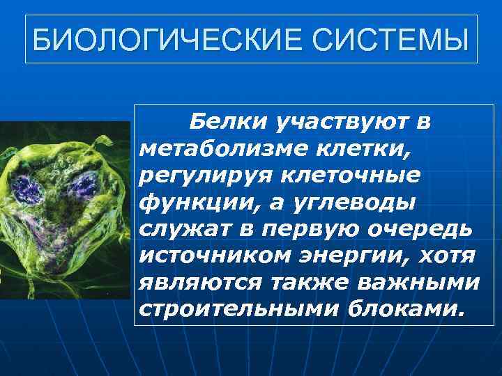БИОЛОГИЧЕСКИЕ СИСТЕМЫ Белки участвуют в метаболизме клетки, регулируя клеточные функции, а углеводы служат в