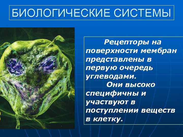 БИОЛОГИЧЕСКИЕ СИСТЕМЫ Рецепторы на поверхности мембран представлены в первую очередь углеводами. Они высоко специфичны