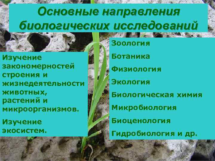 Основные направления биологических исследований Зоология Изучение закономерностей строения и жизнедеятельности животных, растений и микроорганизмов.